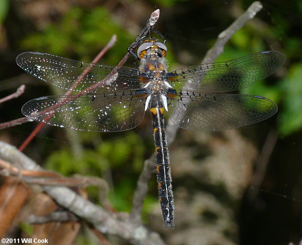 Uhler's Sundragon (Helocordulia uhleri)