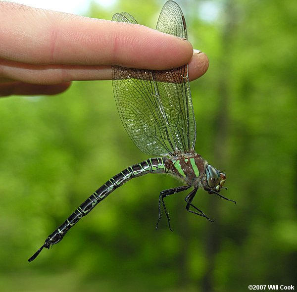 Swamp Darner (Epiaeschna heros)