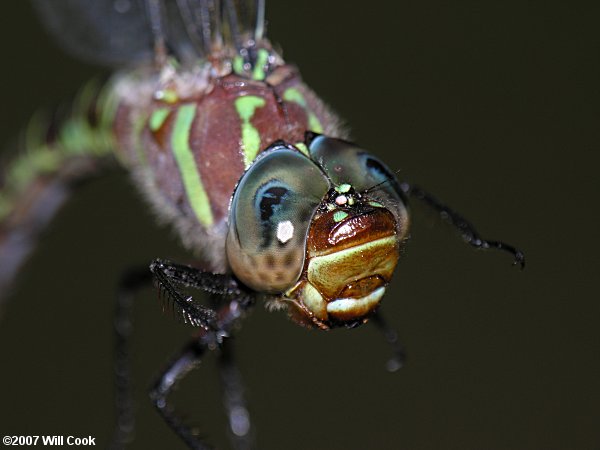 Swamp Darner (Epiaeschna heros)