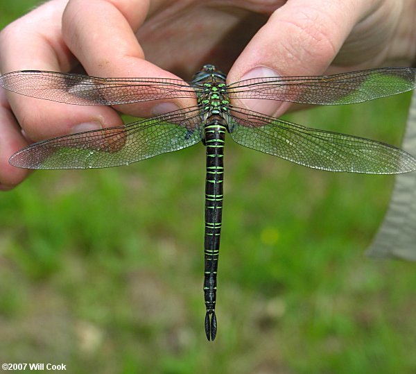 Swamp Darner (Epiaeschna heros)