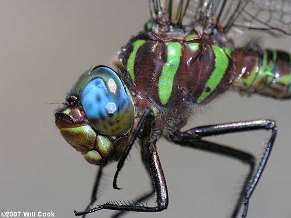 Swamp Darner (Epiaeschna heros)