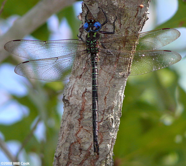 Swamp Darner (Epiaeschna heros)