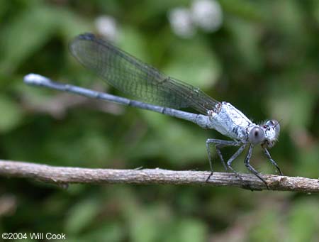 Powdered Dancer (Argia moesta)