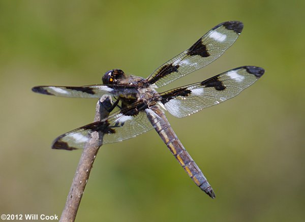 Twelve-spotted Skimmer (Libellula pulchella)