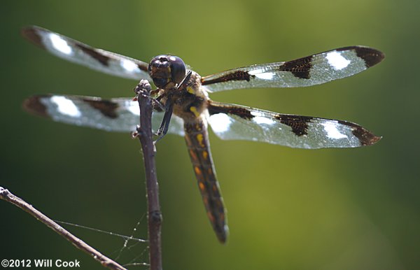 Twelve-spotted Skimmer (Libellula pulchella)