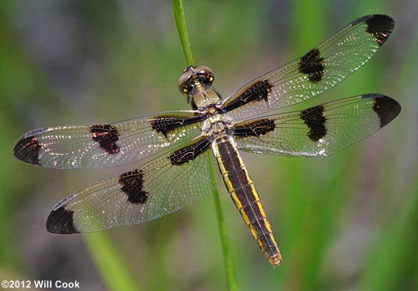 Twelve-spotted Skimmer (Libellula pulchella)