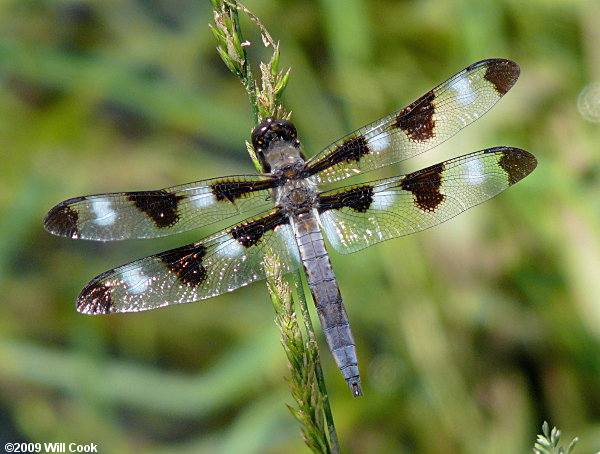 Twelve-spotted Skimmer (Libellula pulchella)