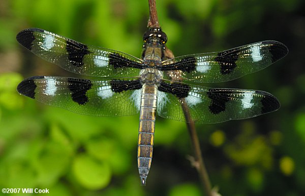 Twelve-spotted Skimmer (Libellula pulchella)