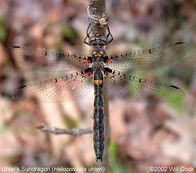 Uhler's Sundragon (Helocordulia uhleri)