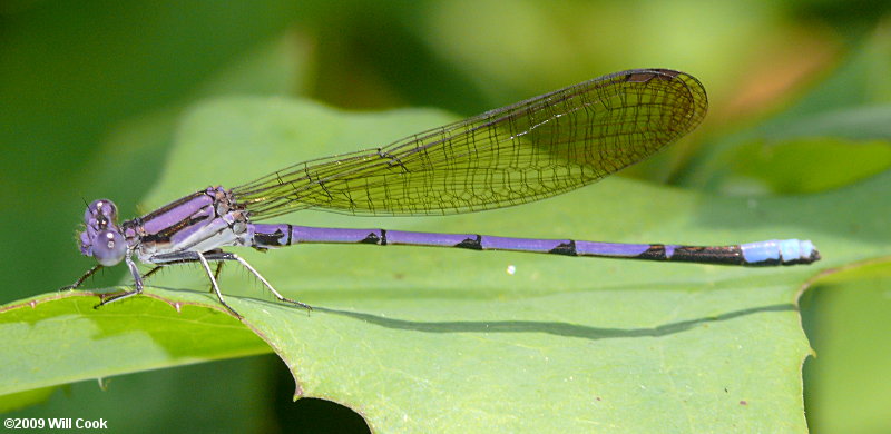 Variable Dancer (Argia fumipennis)