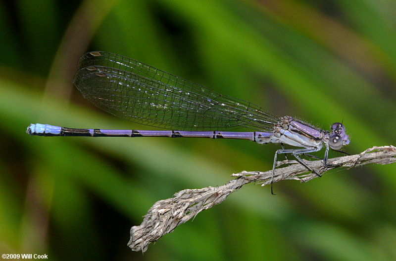 Variable Dancer (Argia fumipennis)