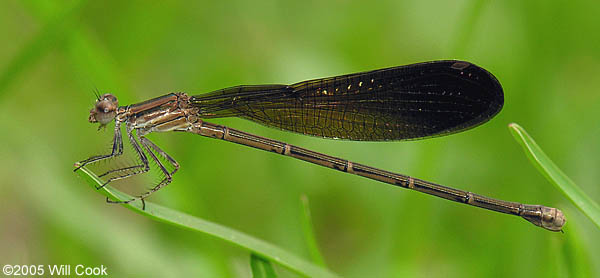 Variable Dancer (Argia fumipennis)