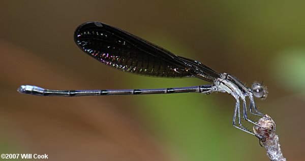 Variable Dancer (Argia fumipennis)