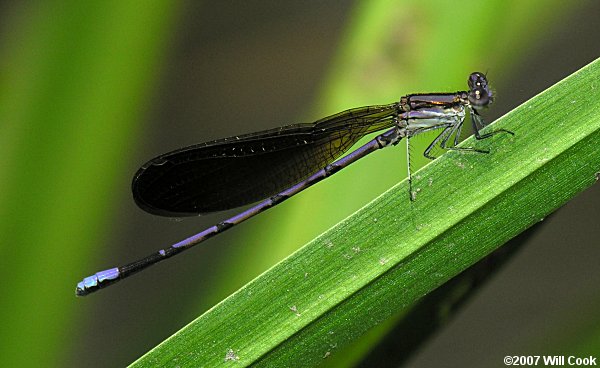 Variable Dancer (Argia fumipennis)