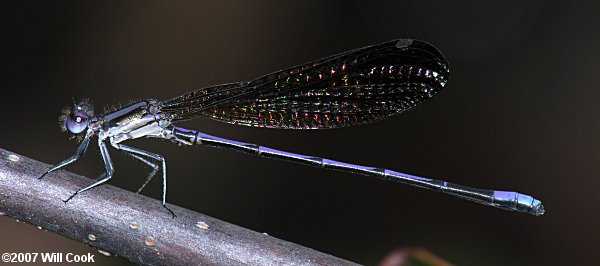 Variable Dancer (Argia fumipennis)