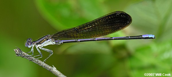 Variable Dancer (Argia fumipennis)