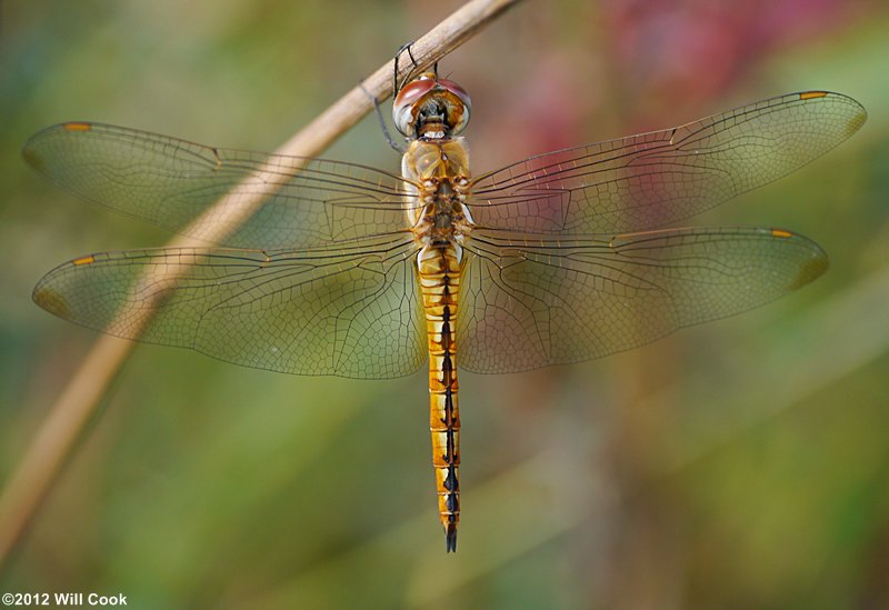 Wandering Glider (Pantala flavescens)