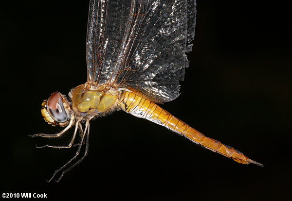 Wandering Glider (Pantala flavescens)