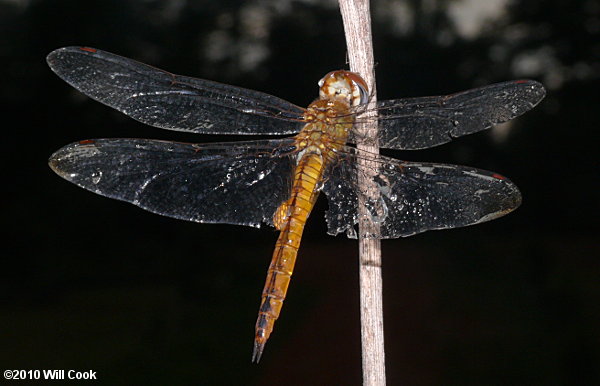 Wandering Glider (Pantala flavescens)