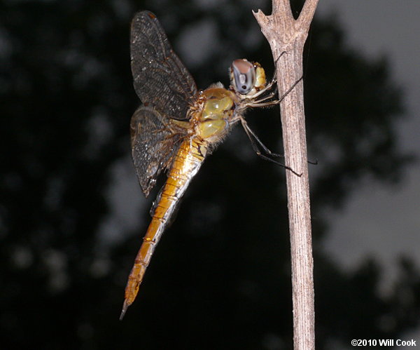 Wandering Glider (Pantala flavescens)