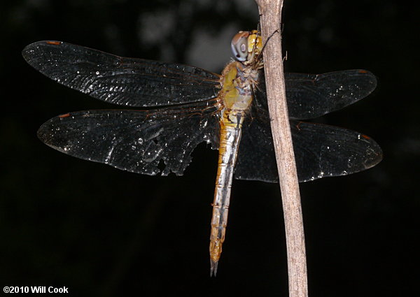 Wandering Glider (Pantala flavescens)