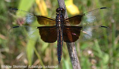 Widow Skimmer (Libellula luctuosa)