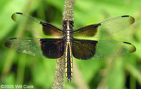 Widow Skimmer (Libellula luctuosa)