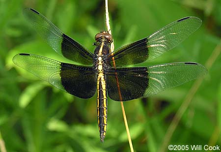 Widow Skimmer (Libellula luctuosa)