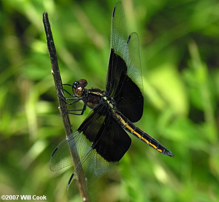 Widow Skimmer (Libellula luctuosa)