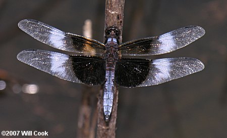 Widow Skimmer (Libellula luctuosa)