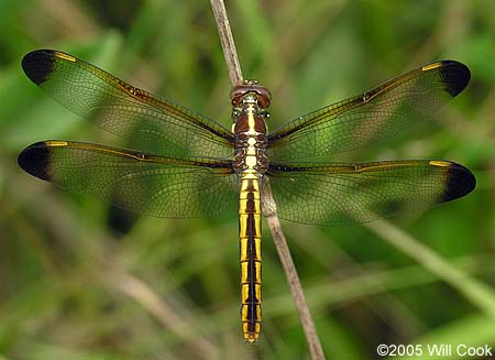 Yellow-sided Skimmer (Libellula flavida)