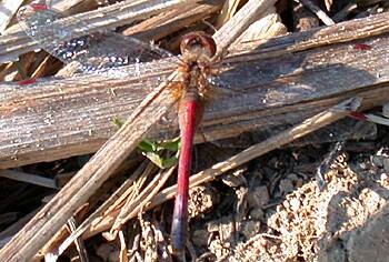 Autumn Meadowhawk (Sympetrum vicinum)