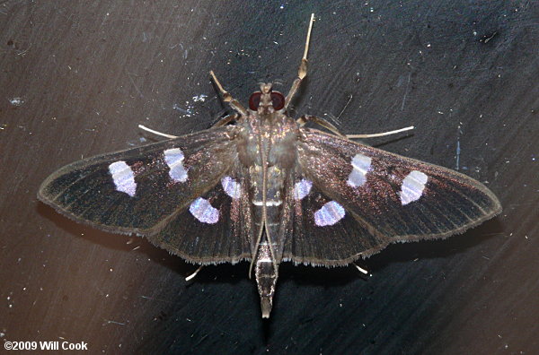 Desmia funeralis - Grape Leaffolder