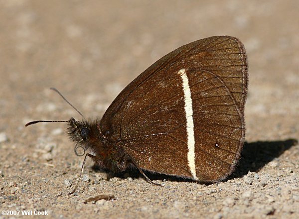 Manerebia inderena