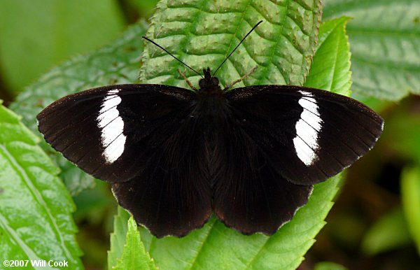 Peucestas Satyr (Pedaliodes peucestas)