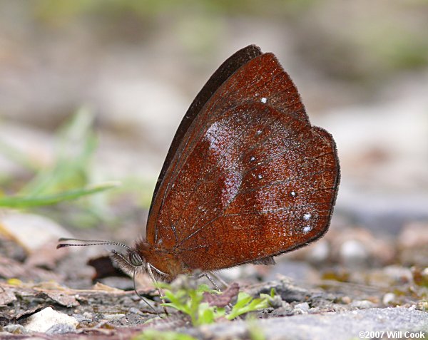 Lymanopoda obsoleta (White-dusted Mountain Satyr)