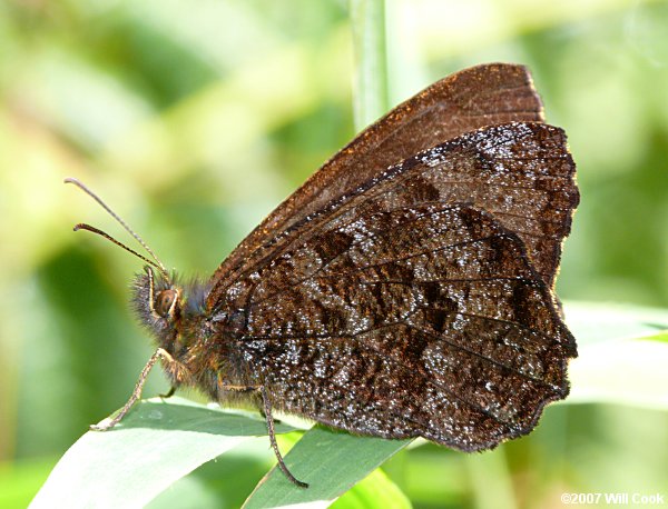Pherepedaliodes nubilia