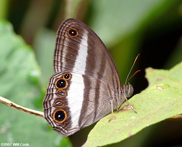 Euptychia albofasciata