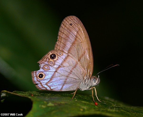 Blue Satyr (Chloreuptychia arnaca)