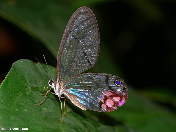 Cithaerias pyropina (Pink-tipped Satyr)