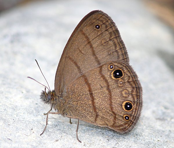 Alcinoe Satyr (Magneuptychia alcinoe)