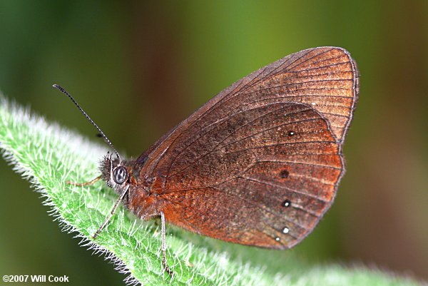 Lymanopoda panacea