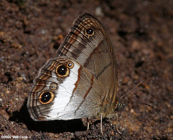 Euptychoides nossis (Nossis Satyr)