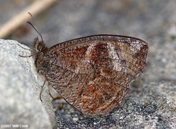 Panyapedaliodes drymaea