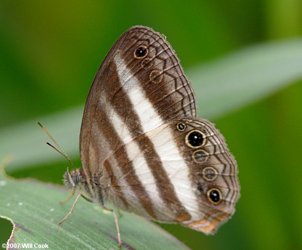 Pareuptychia ocirrhoe, Cissia hesione, Banded White Satyr