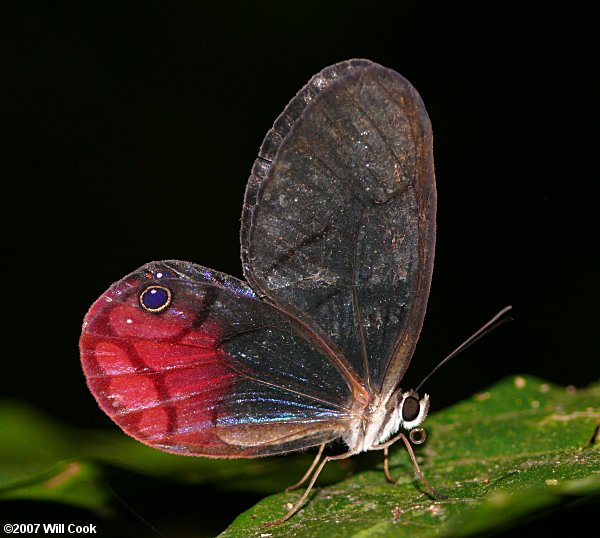 Pink-tipped Satyr (Cithaerias pireta)
