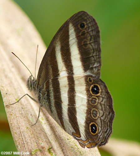 Pareuptychia ocirrhoe, Cissia hesione, Banded White Satyr