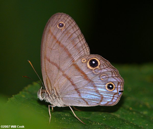 Blue Satyr (Chloreuptychia arnaca)
