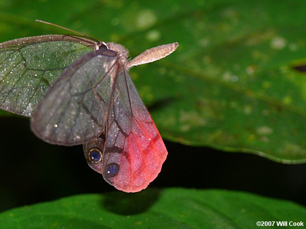 Pink-tipped Satyr (Cithaerias pireta)