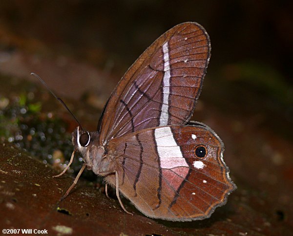 Satyr (Pierella ocreata)